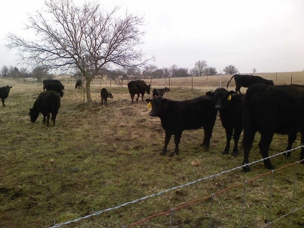 Picture of Happy Cows