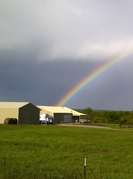 Picture of Happy Cows
